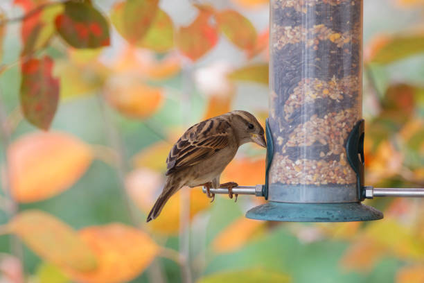 istock sparrow eating seeds from a bird feeder. seasonal bird feeding 2166236842