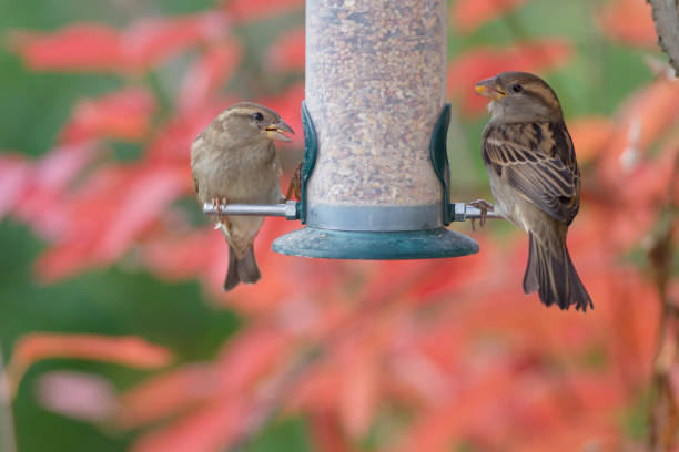 istock sparrows eating seeds from a bird feeder. seasonal bird feeding. 2166236960