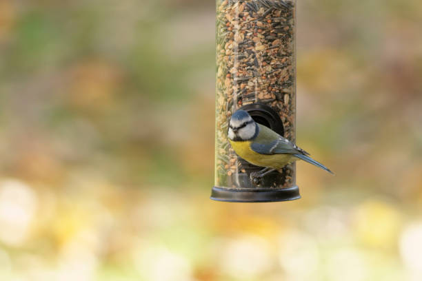 istock great tit eating seeds from a feeder. seasonal bird feeding 2166237057