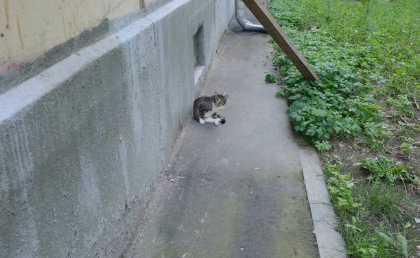 istock cute grey cat sitting on the sidewalk. Portert 2166237720