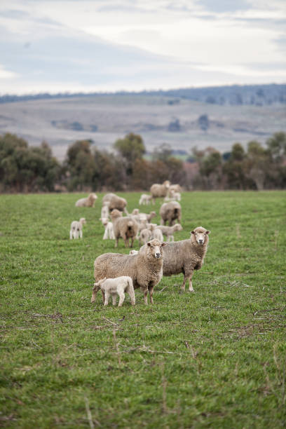 istock Ewes and young lambs in a paddock 2166239441