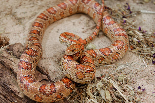 istock close up on a corn snake resting on the sand 2166240164