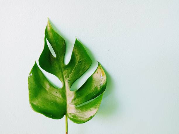 istock Raphidophora tetrasperma leaves on turquoise background 2166242930