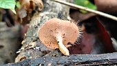 cup-mushroom-in-the-dead-wood-of-borneo.