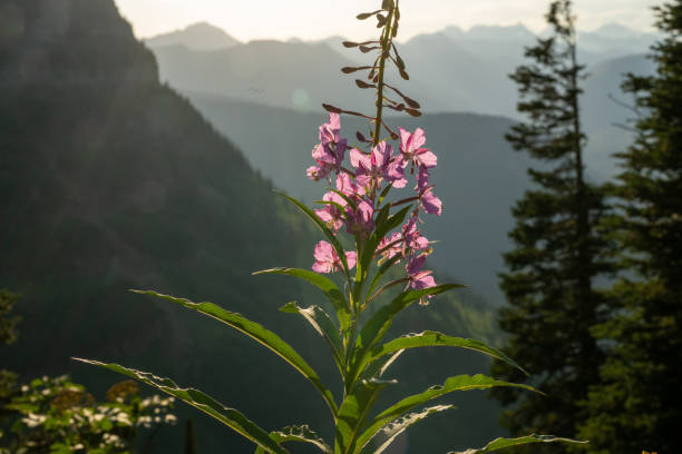 Backlit Fireweed In The Mountains Of Glacier National Park
