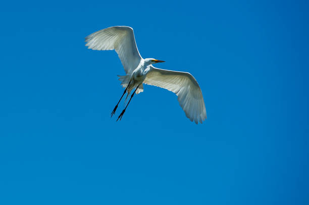 istock Great Egret in Mid-Flight Over Elkhorn Slough Nesting Area 2166248772