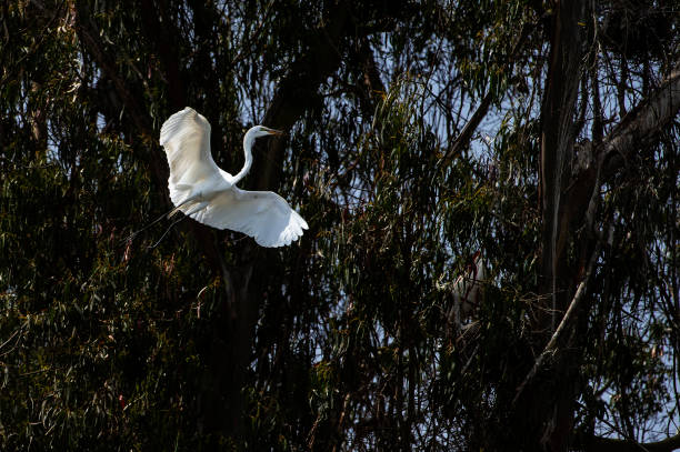 Great egret (Ardea alba) captured in mid-air flying over natural ocean slough, spring nesting area.