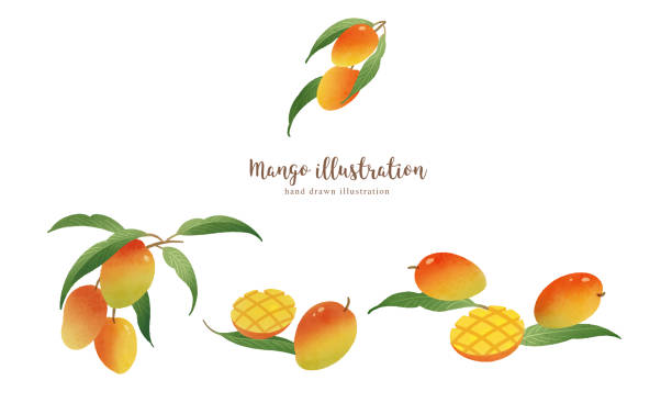 Fruits garland<Mango> Naturally drawn fruit illustrations mango jam stock illustrations