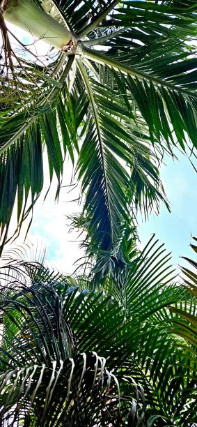 istock Palm Tree Leaves. Green foliage. 2166254833