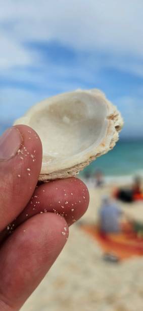 istock Fingers holding a shell on a busy beach. 2166254839