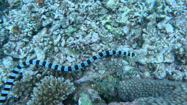 istock Banded Sea Krait 2166255296