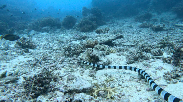 istock Banded Sea Krait 2166255567