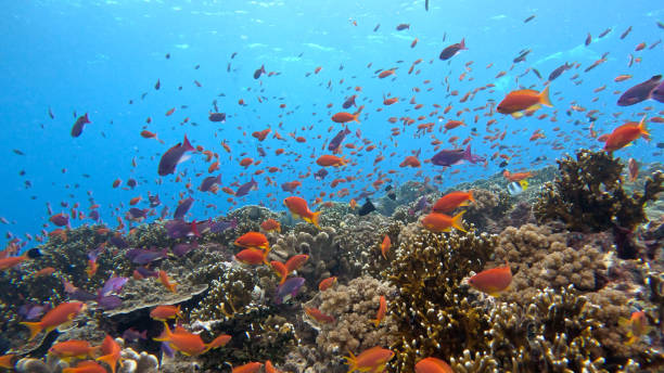 istock Fiji Coral Life 2166255777