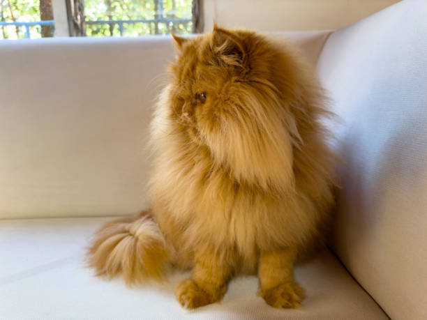 White Persian Cat