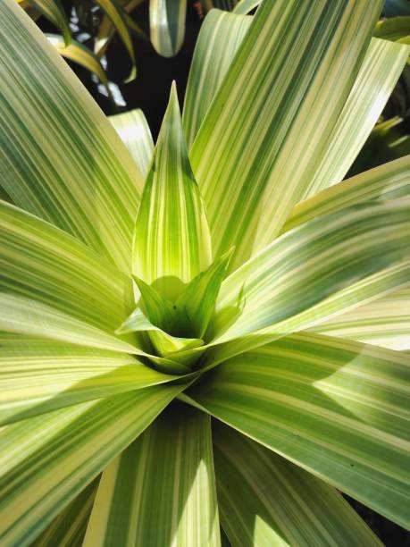 istock Close-up of a Bromeliad Species Plant 2166261373