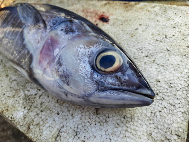 istock a fresh tuna fish ready to be sold by a fish trader 2166262161