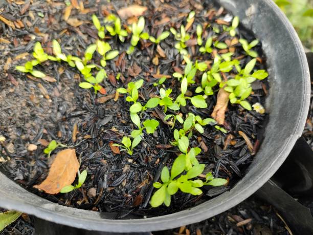 istock Celery seedlings - produce true leaves 2166262541