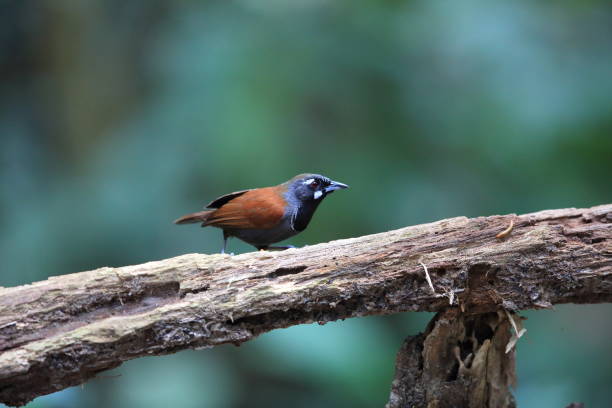 istock Black-throated babbler (Stachyris nigricollis) in Malaysia 2166262851