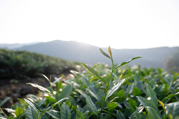 Tea buds in the tea garden