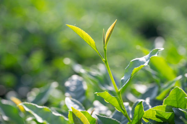 Tea buds in the tea garden