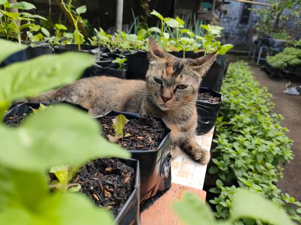istock a cat relaxing in the vegetable garden 2166264128