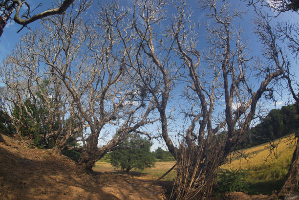 The dry season makes the leaves on this tree fall off. Trees that look like works of art.