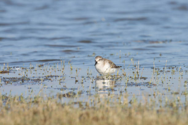 Small wader wading in the water.