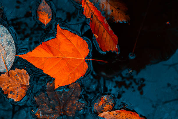 Autumn leaves. Autumn background. Freshness.