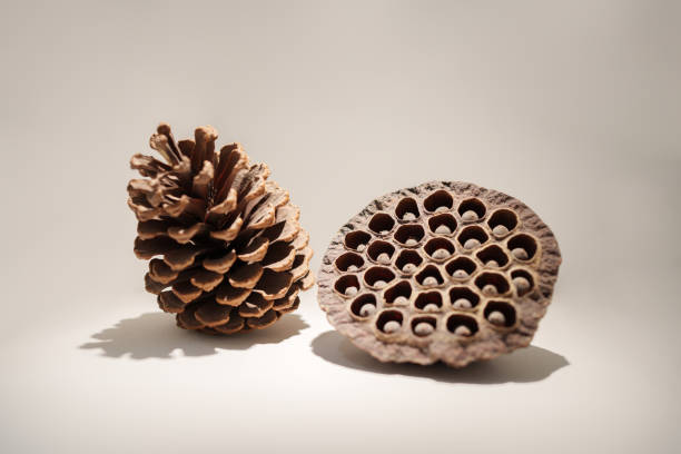Dried pine cone and dried lotus pod