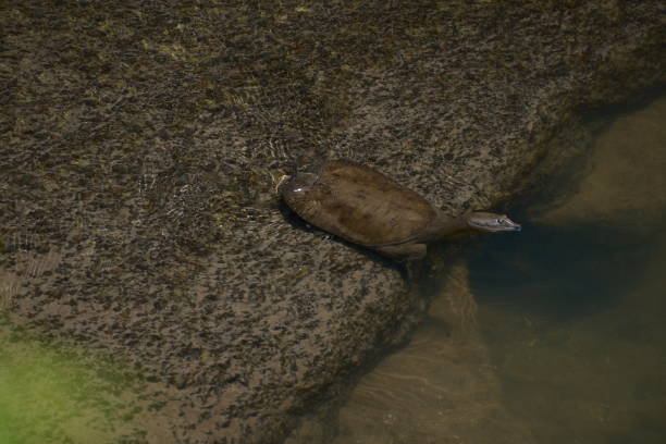 A wild soft-shelled turtle staring at the river