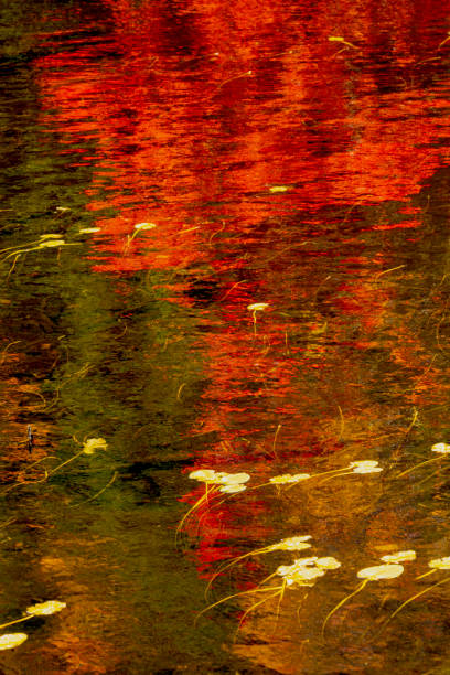 istock Abstract pattern of colorful foliage reflections in Lake Solitude. 2166269926