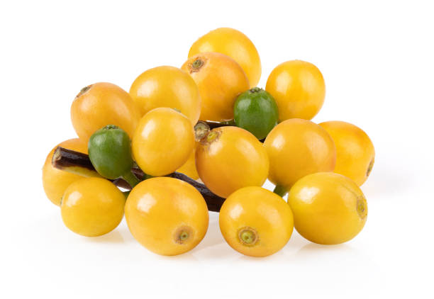 Ripe Coffee Cherries