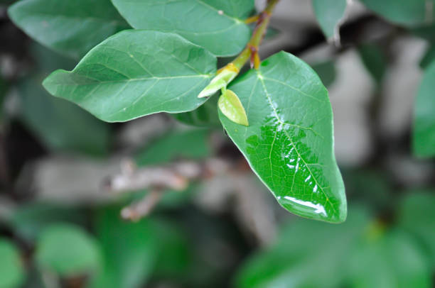 Close-up macro shot of vibrant green leaves with dew drops, symbolizing freshness, nature, and environmental purity.