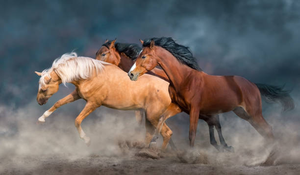 istock Horse herd run in dust 2166272201