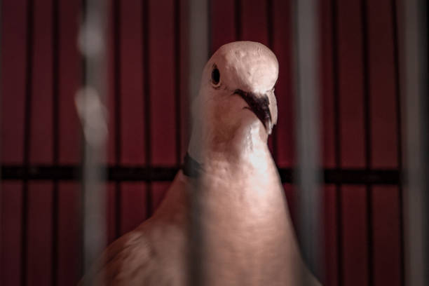 Close up of a bird in a cage