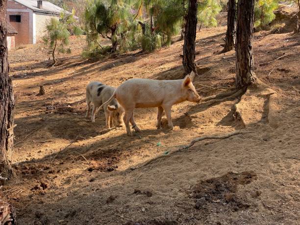 istock Pigs roaming in a sandy woodland area 2166273764