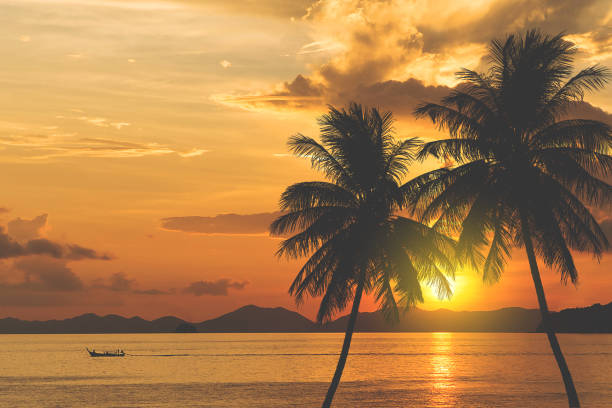 tropical palm tree and sea sunset summer background
