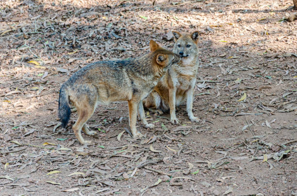 istock A pair of Jackals in a zoo 2166274723