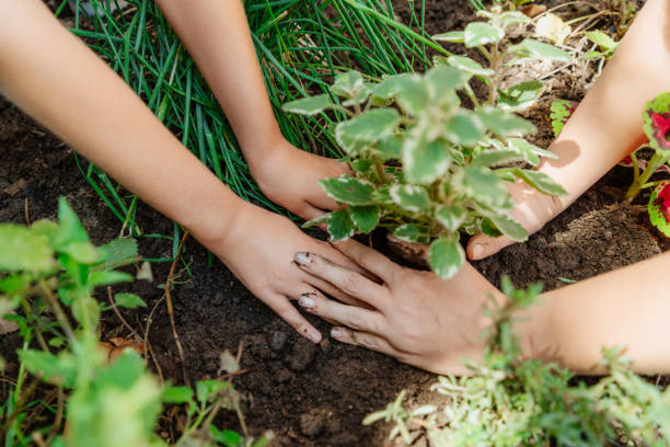 istock Hands Planting Seedling In Garden Soil On A Sunny Day 2166276805