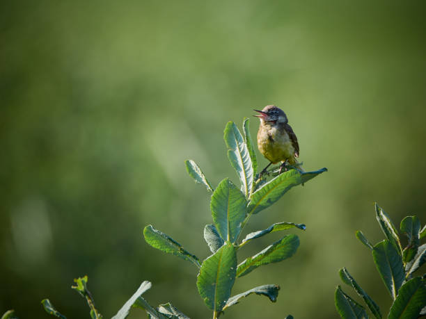 istock a yellow wagtail taking flight from a reed blade 2166277338