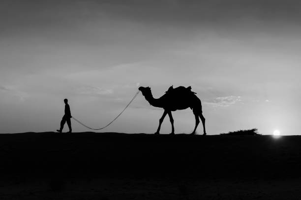 camels in the Agafay desert near the Moroccan city of Marrakesh; Marrakesh, Marocco