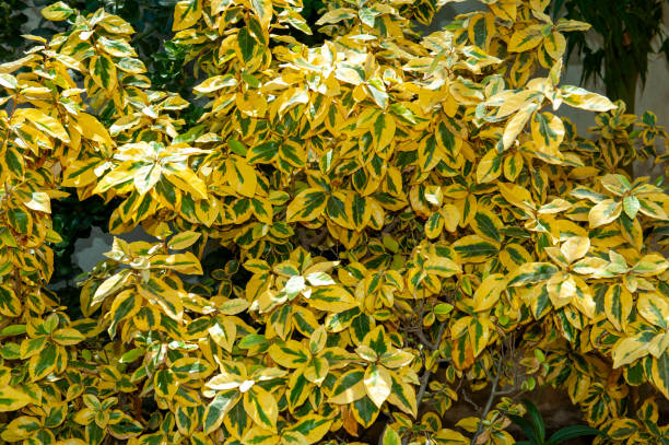 Elaeagnus pungens 