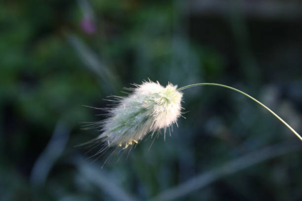 istock Flowers in wildlife nature 2166279657