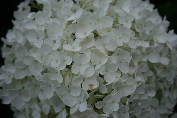 istock Budding flower grow in garden 2166279854