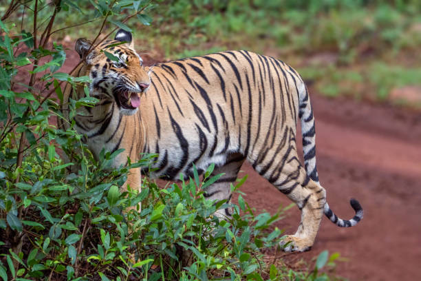 istock The Bengal tiger from Indian forests 2166280131