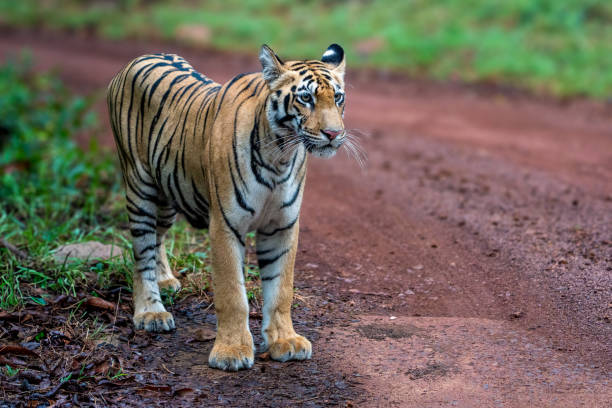 istock The Bengal tiger from Indian forests 2166280148