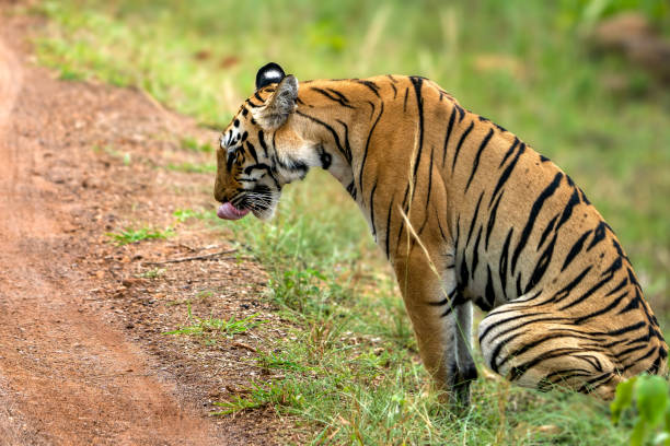 istock The Bengal tiger from Indian forests 2166280151