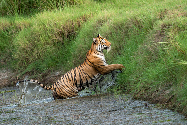 istock The Bengal tiger from Indian forests 2166280178