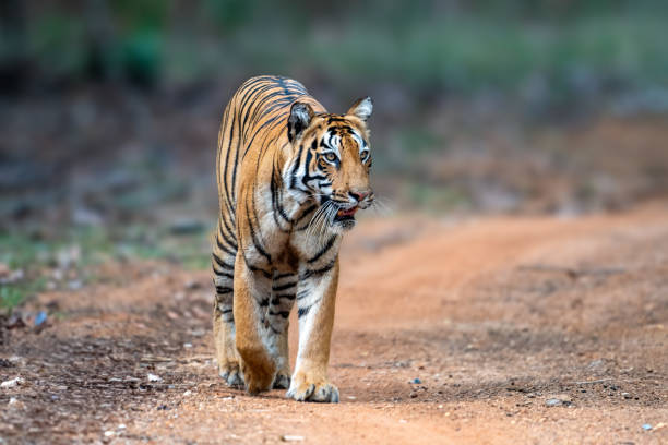 istock The Bengal tiger from Indian forests 2166280715
