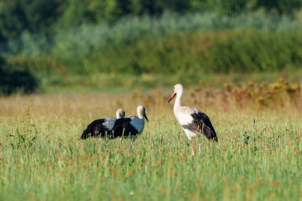 A stork displays its beautiful wings in a vibrant green landscape, showcasing natures exquisite beauty